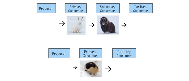 Food Chain Insight Maker