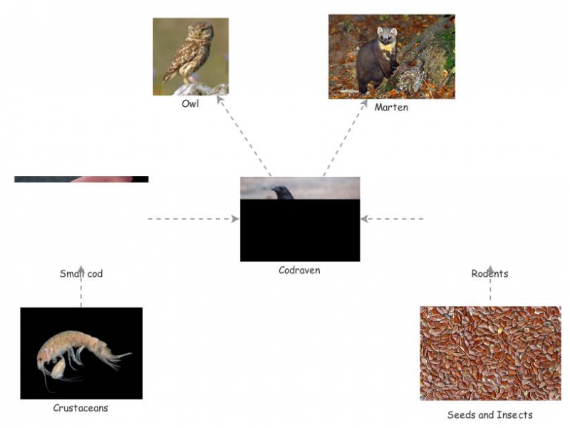 Food Chain Insight Maker