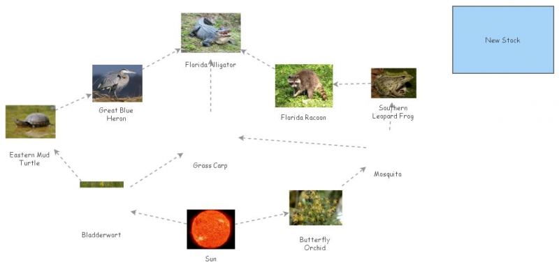 Florida Everglades Food Chain A Delicate Ecosystem Unveiled.