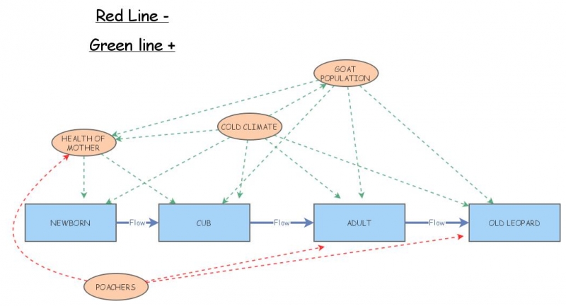 leopard lifecycle | Insight Maker