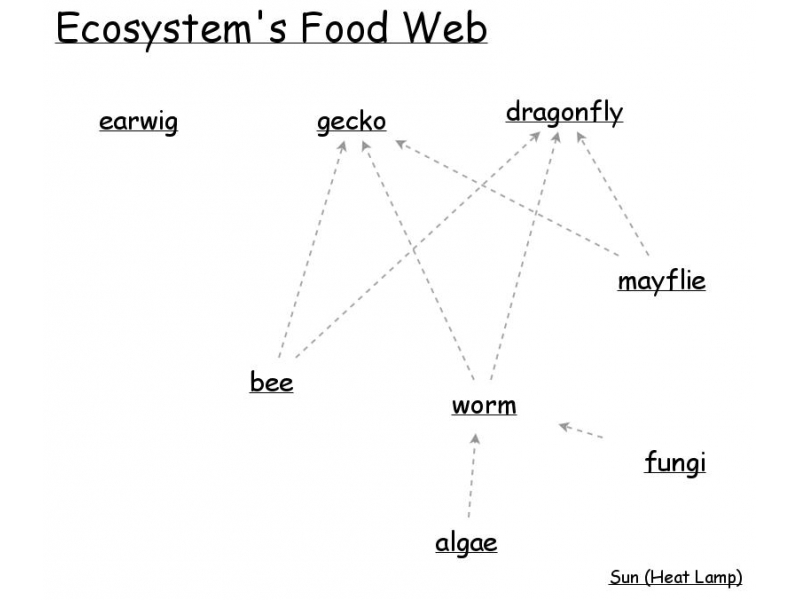 food web assignment insight maker