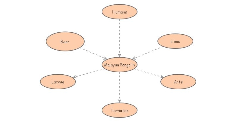 Food Web For Bio | Insight Maker