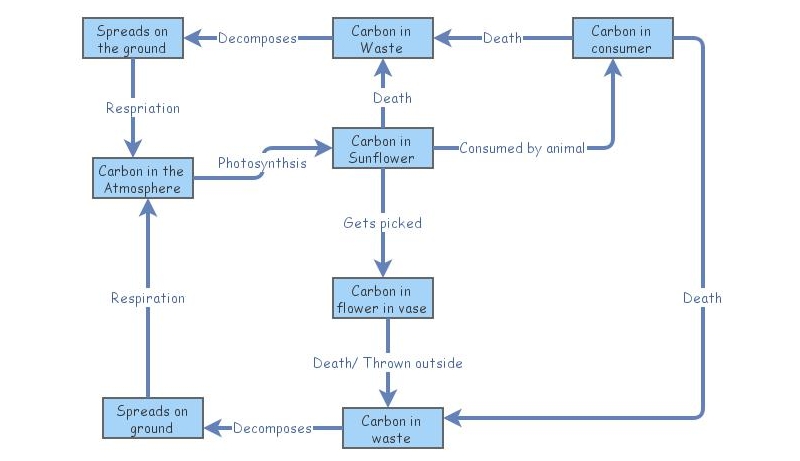 Carbon in Sunflower flow chart | Insight Maker