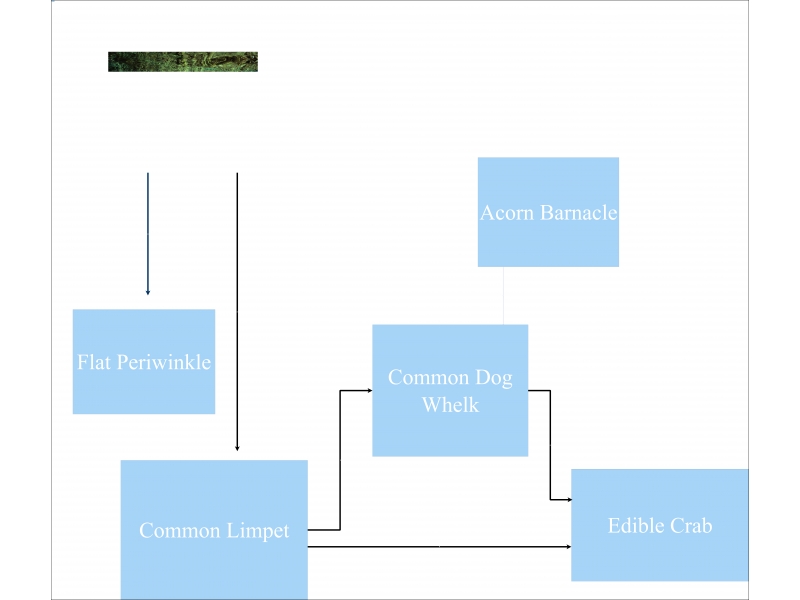 Ecology Project Food Web of Tidal Flats Mudflat | Insight Maker