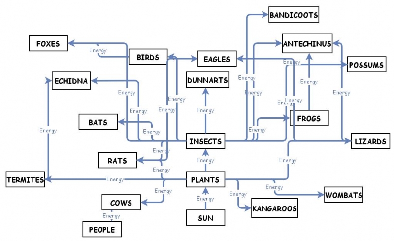 full copy food web | Insight Maker