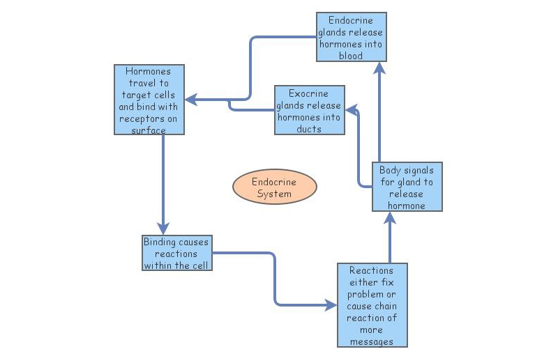 Endocrine System Insight Maker
