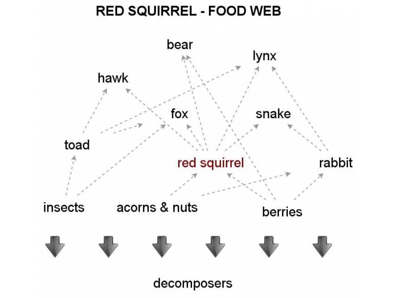 Red Squirrel Food Web 