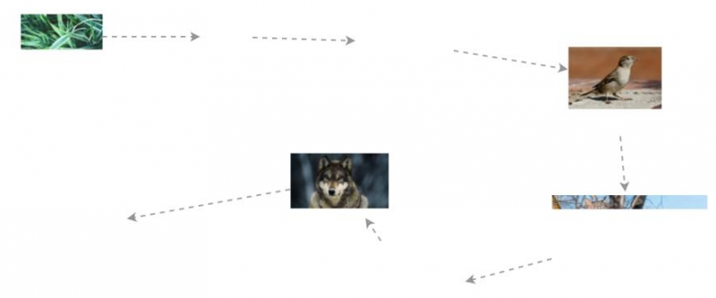 Forest food chain Biology Diagrams