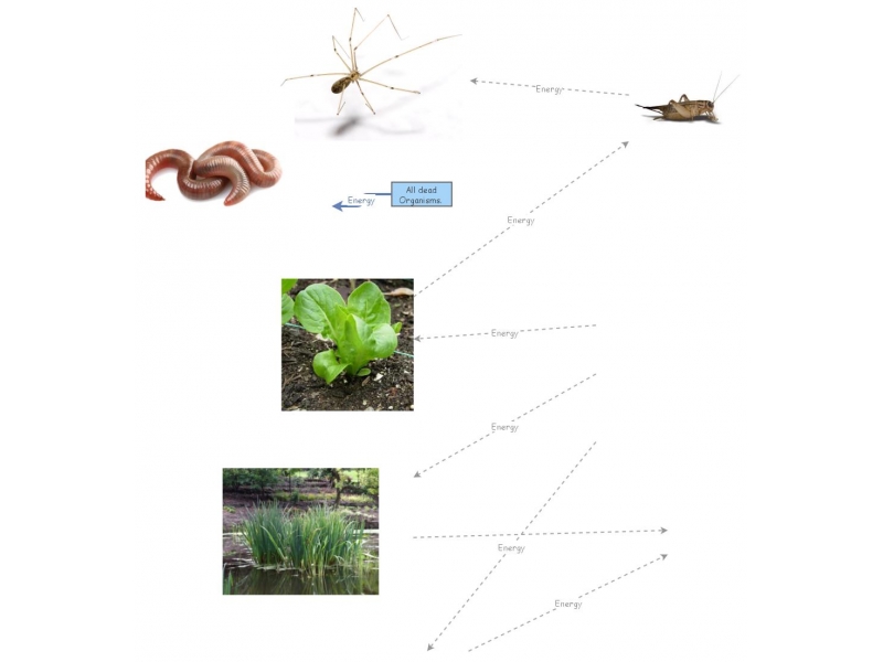 food web assignment insight maker