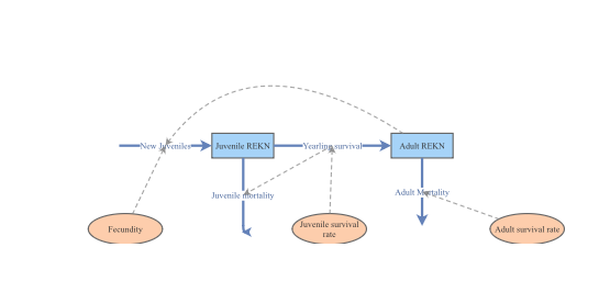 Clone of Red_Knot_Matrix_Model: NRES 421 Exercise 2 4/4/2024 | Insight ...