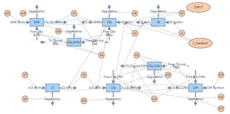 The Mathematical Model of Apoptosis with k_feedback | Insight Maker