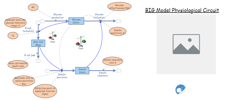 Curated visual reference: Picture Idea: Big Beta Cell Insulin Glucose Model