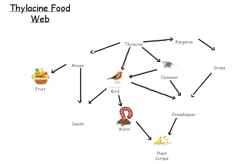 Thylacine Food Web | Insight Maker