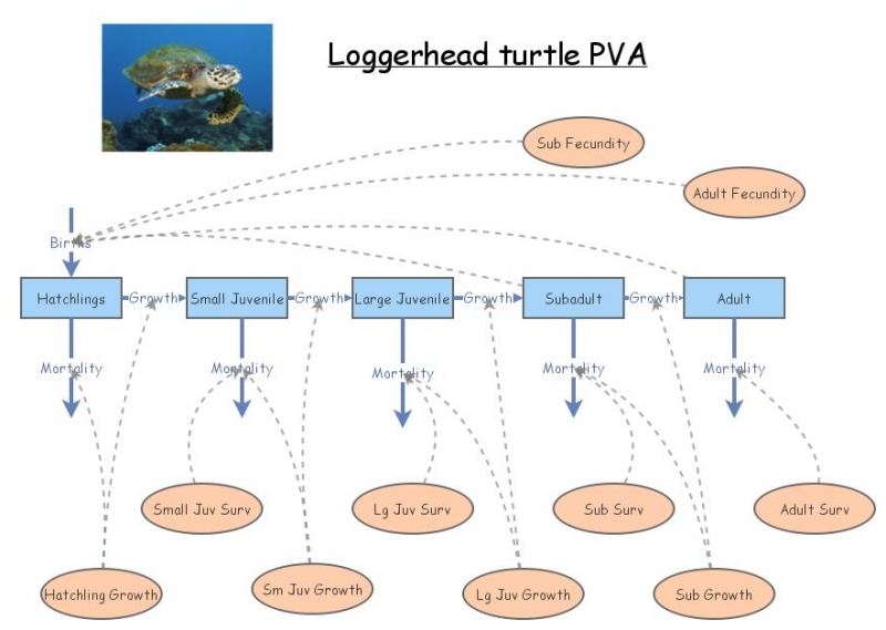 Clone of Loggerhead PVA base model | Insight Maker