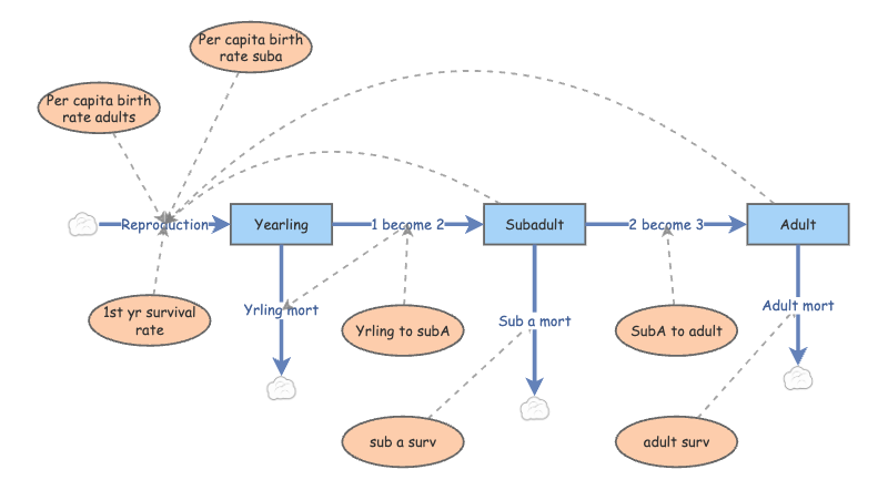 Clone of Lab 4 stage-structured population model | Insight Maker