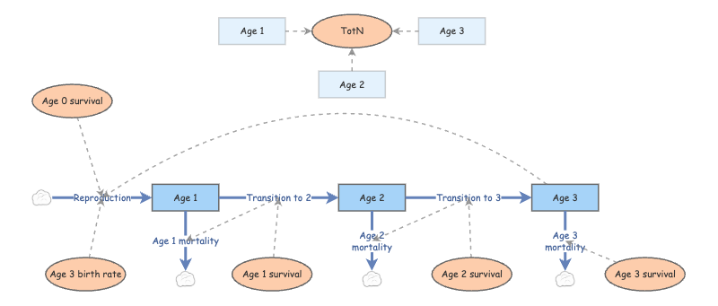 Lab 3 Age-structured model | Insight Maker