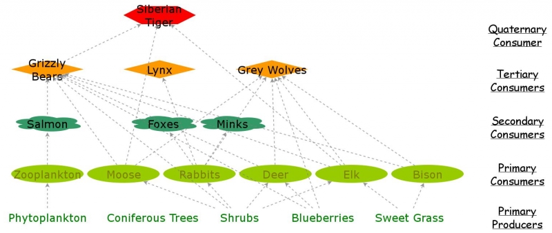 Clone of Taiga Biome Food Web | Insight Maker