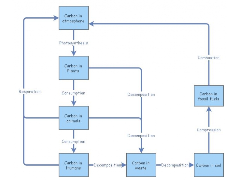 Carbon Cycle | Insight Maker