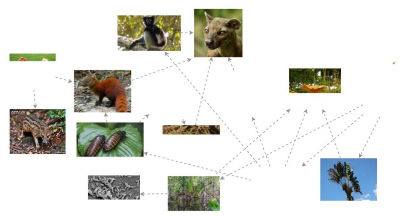 Clone of Madagascar Food Web | Insight Maker