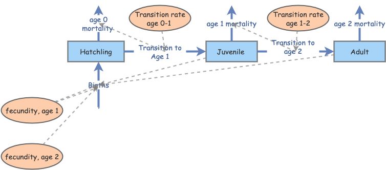 Age Stage Model Exercise 4 | Insight Maker
