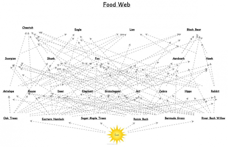 Clone of Food Web | Insight Maker