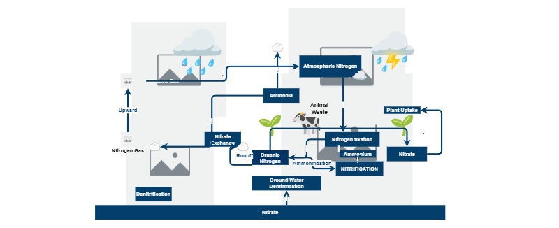 Nitrogen Cycle | Insight Maker