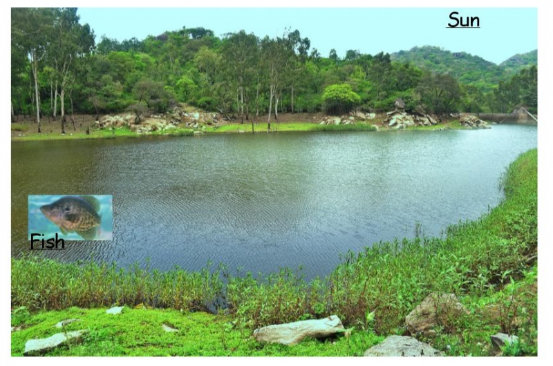 Ecosystem Diagram Project | Insight Maker