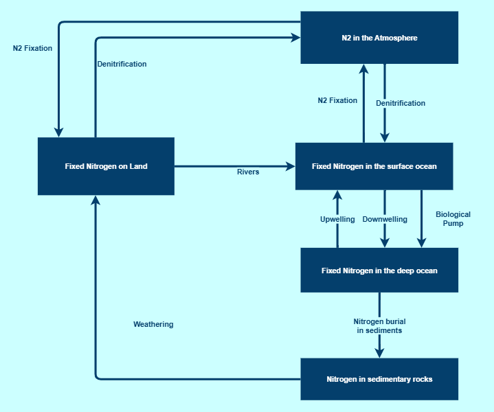 Nitrogen Cycle | Insight Maker