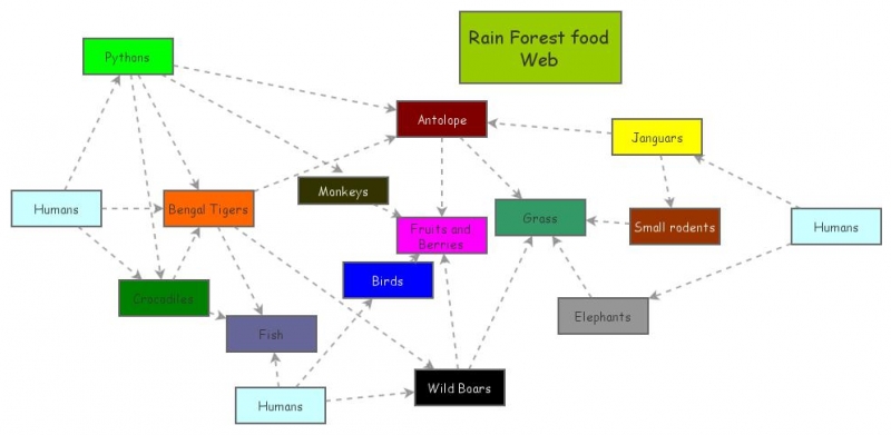 Forest Food Chain | Insight Maker