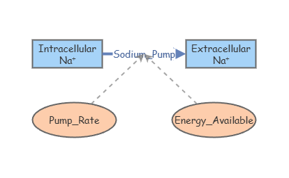 Model 2: Active Transport (Sodium Pumping) | Insight Maker