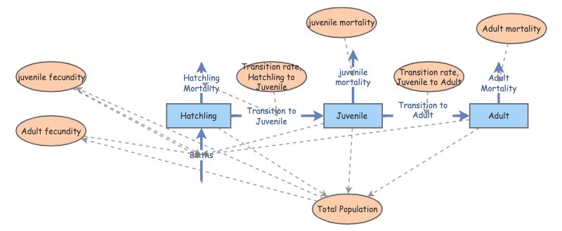 Clone of Age Stage Model Exercise 4 - USE THIS | Insight Maker