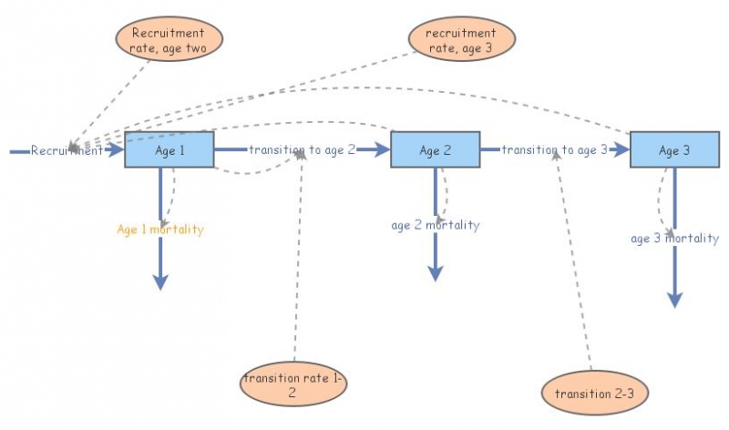LAB 3 EXERCISE 3/age structure population | Insight Maker
