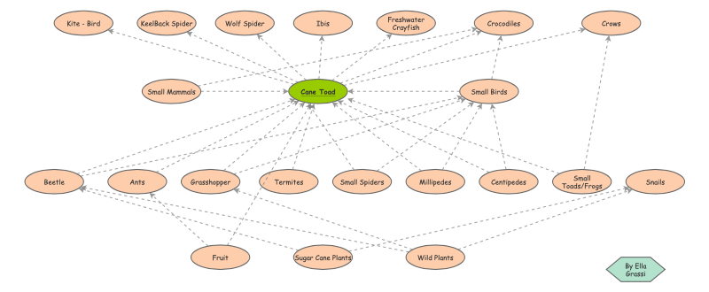 Clone of Cane Toad Food Web | Insight Maker