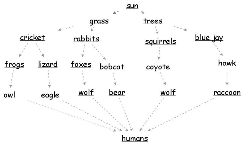 Food Web Insight Maker 6978