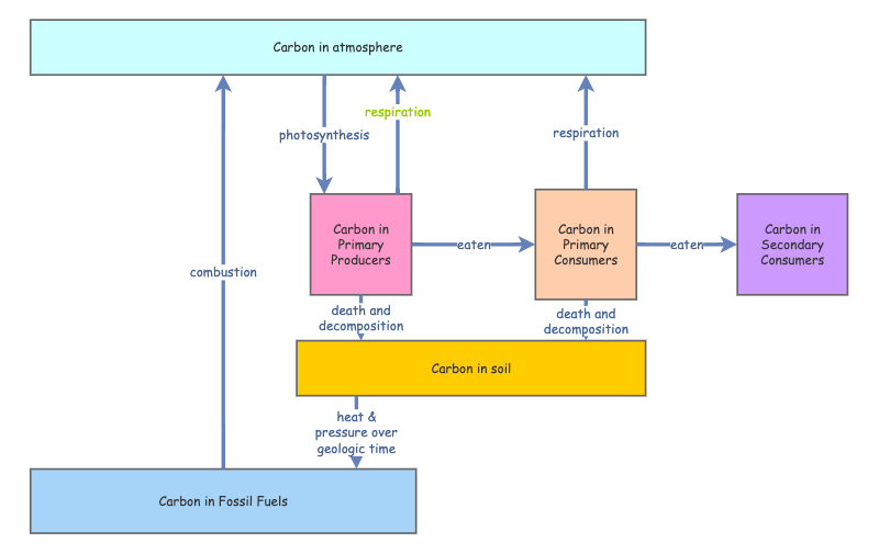 Carbon Cycle | Insight Maker