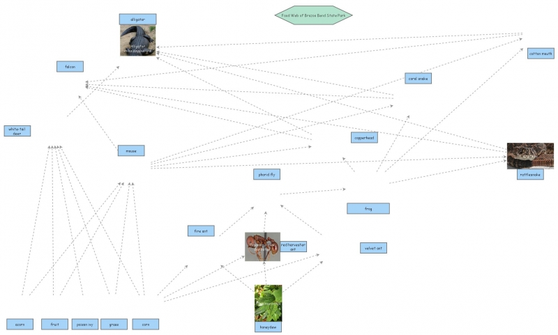 Food web | Insight Maker