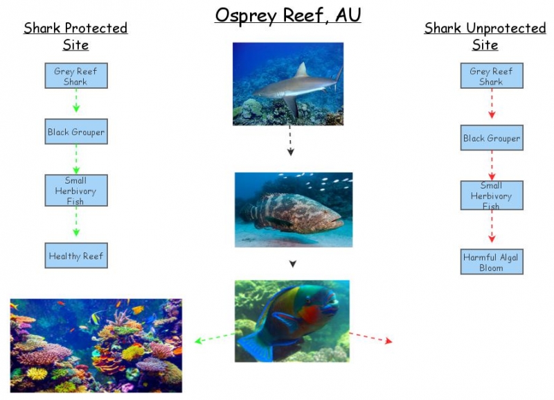 Shark ecology | Insight Maker