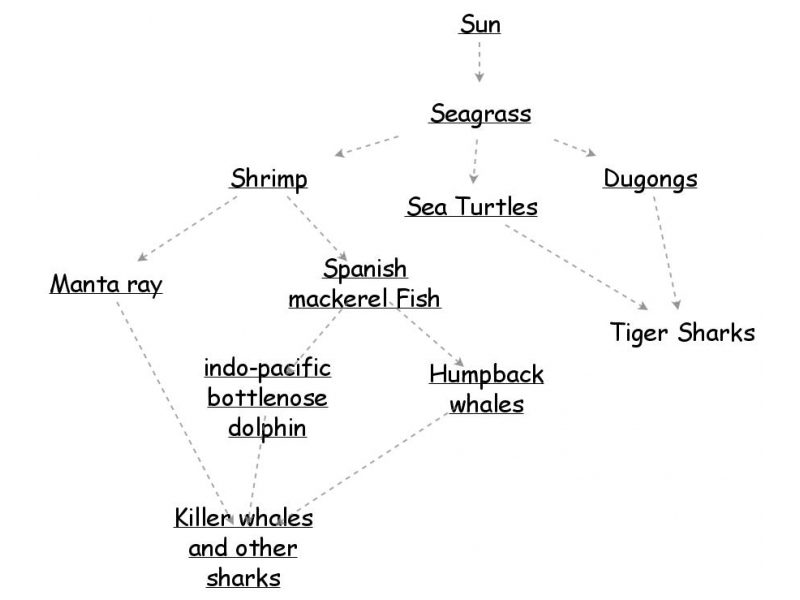 shark bay food web Insight Maker