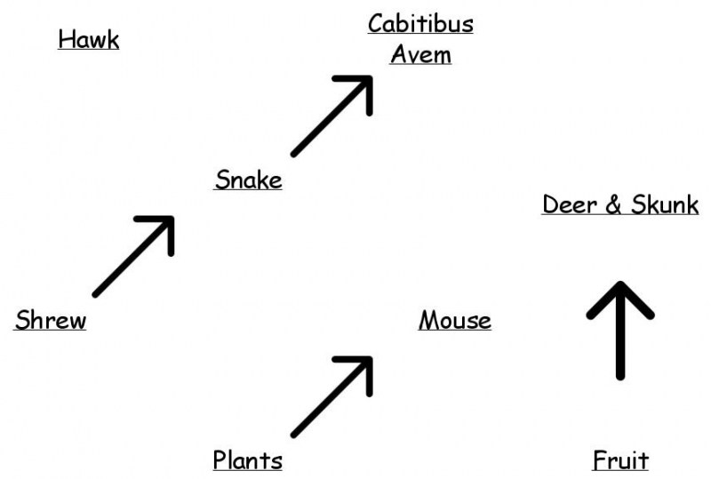 Food Web Insight Maker Food Web Insight Maker