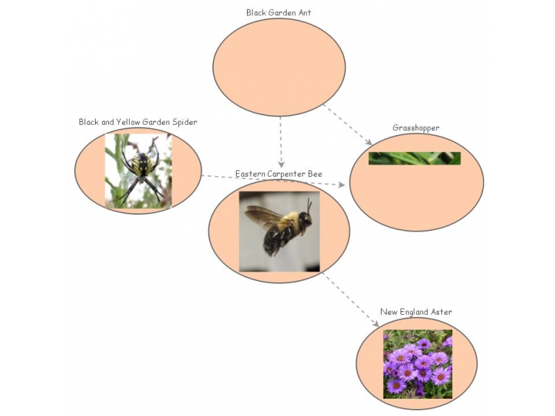 Ant Food Chain Biology Diagrams