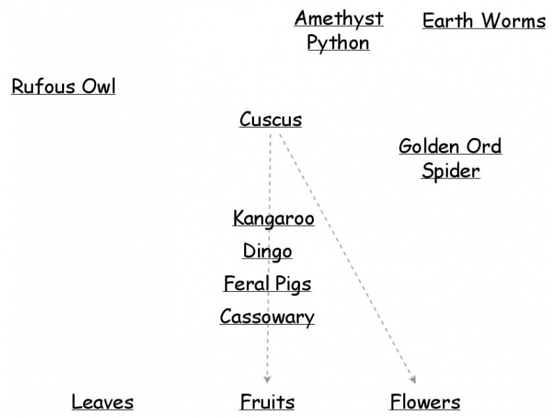 Daintree rainforest Food Web | Insight Maker