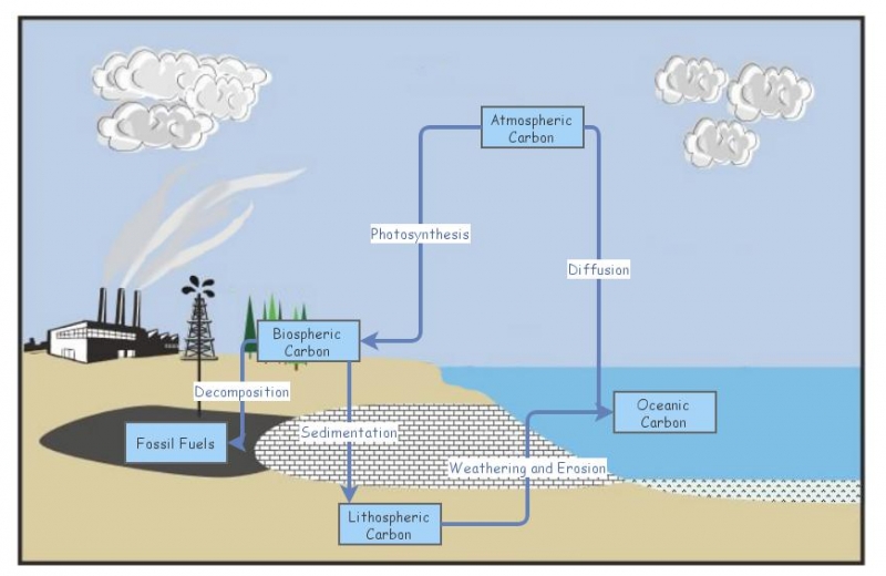 Carbon cycle Sock and Flow Chart | Insight Maker