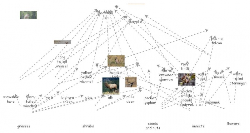 Food Web Insight Maker 8711