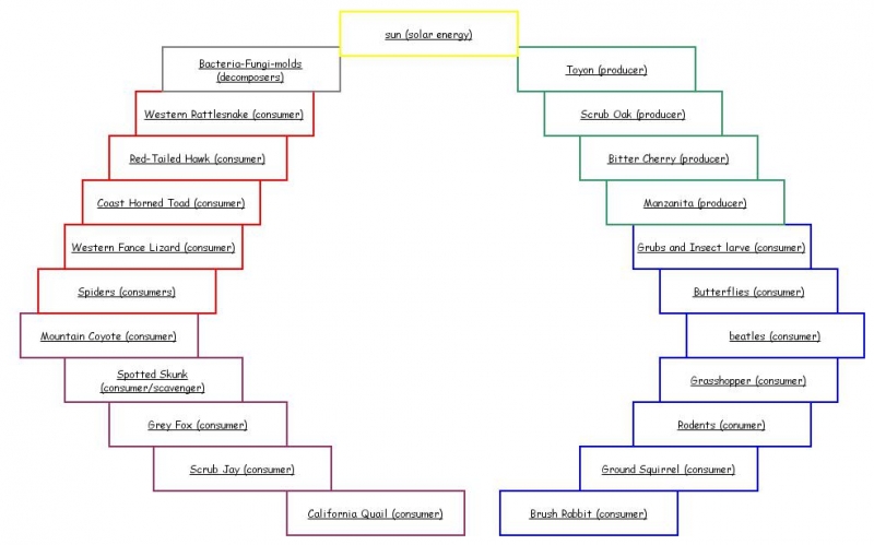 food web assignment insight maker