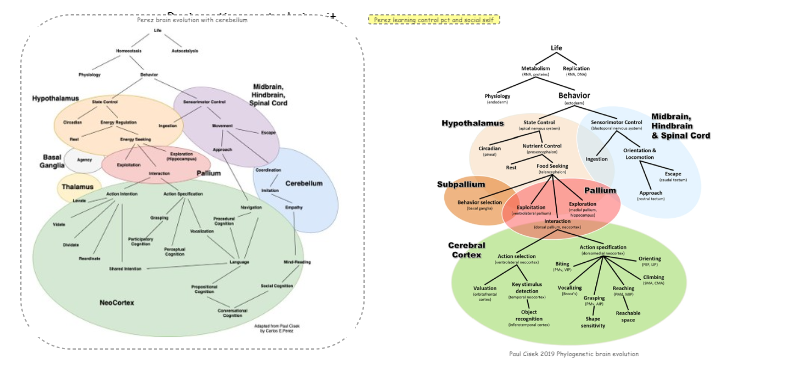 Brain control circuit evolution | Insight Maker