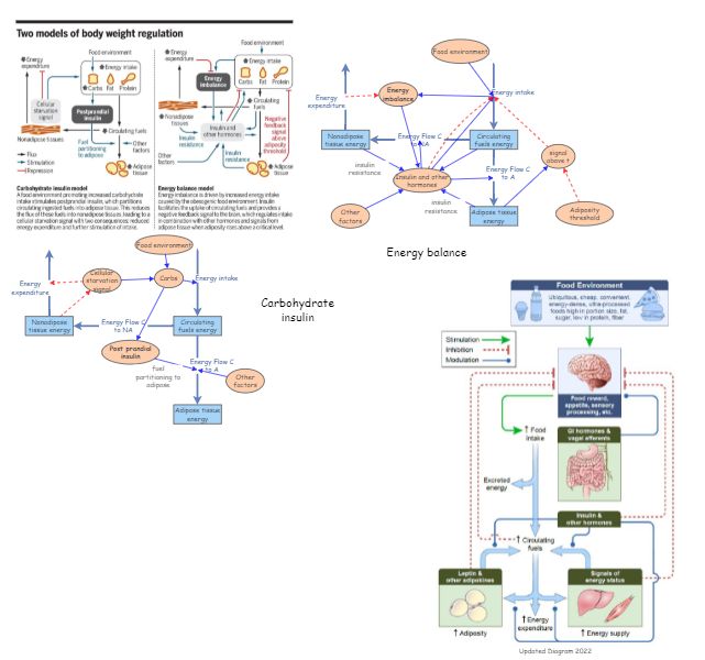Clone of Body weight regulation models | Insight Maker