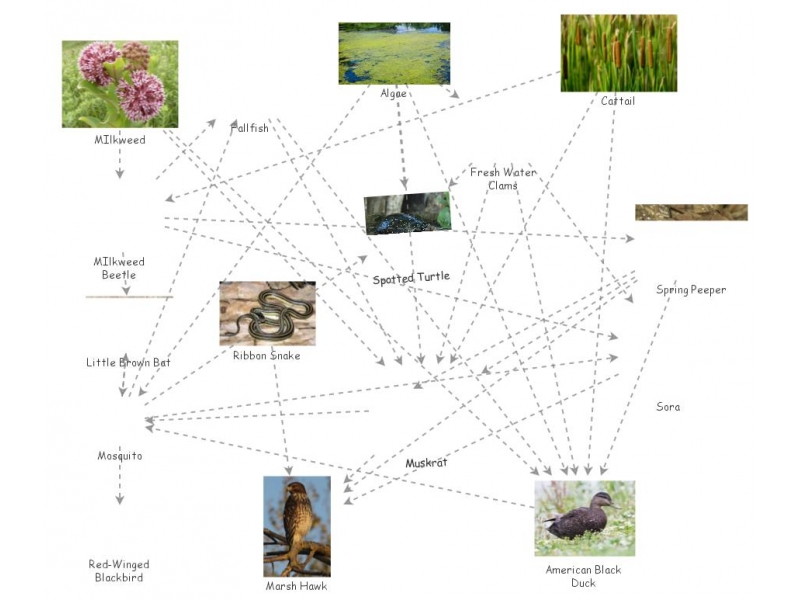 Meyer Marsh Food Web Insight Maker 3571