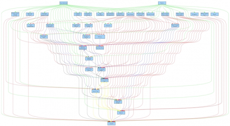 food web | Insight Maker