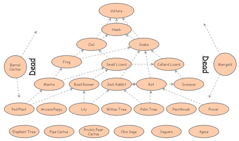 20 Animal Desert Food Web: Adaptations, Relationships, and Conservation