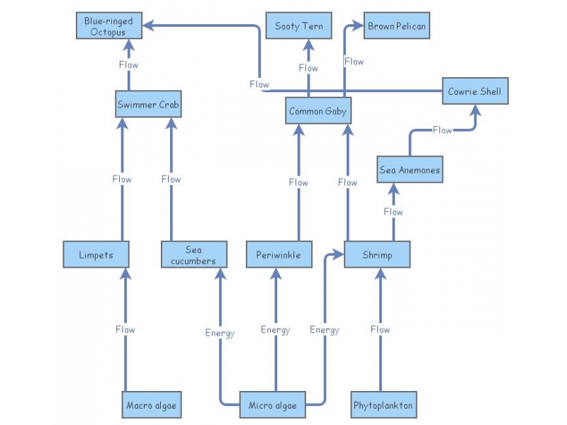 Food web | Insight Maker